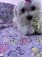 Bell, a female Maltese for sale in Lakefield, MN – 8 of 9