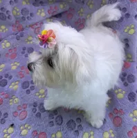 Bell, a female Maltese for sale in Lakefield, MN – 6 of 9
