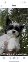 Pappi, a male Maltese and Papillon for sale in Lakefield, MN – 3 of 7