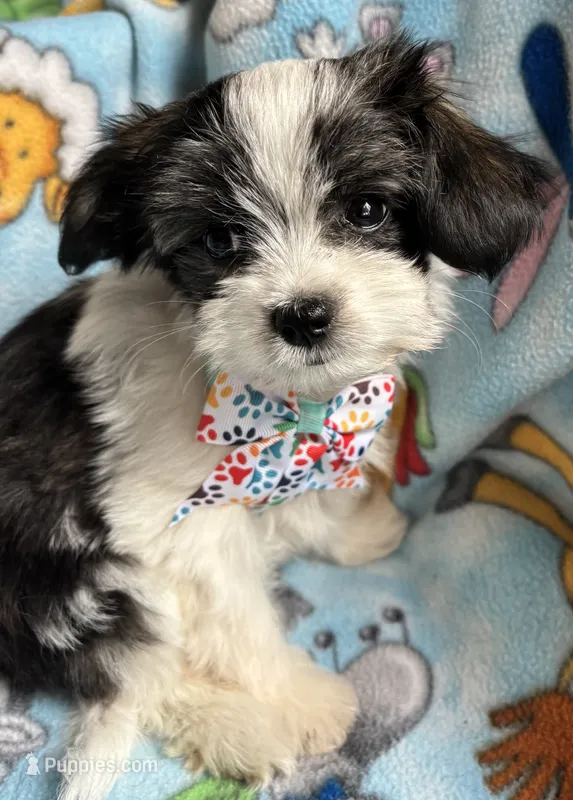 Pappi – Maltese, Papillon puppy for sale in Lakefield, MN