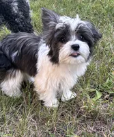 Pappi, a male Maltese and Papillon for sale in Lakefield, MN – 4 of 7