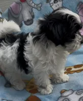 Bandit , a male Maltese and Papillon for sale in Lakefield, MN – 3 of 4