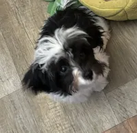 Bandit , a male Maltese and Papillon for sale in Lakefield, MN – 3 of 6