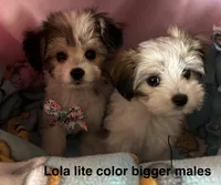 Pluto, a male Maltese and Papillon for sale in Lakefield, MN – 3 of 4