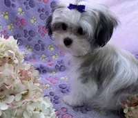 Tiny Tilly , a female Maltese and Papillon for sale in Lakefield, MN – 4 of 9