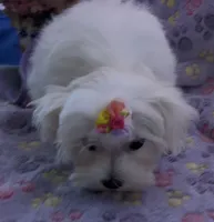 Bell, a female Maltese for sale in Lakefield, MN – 9 of 9