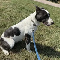 Bandit, a male Border Collie and American Pit Bull Terrier for sale in Lakefield, MN – Photo 3 of 3