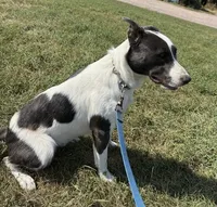 Bandit, a male Border Collie and American Pit Bull Terrier for sale in Lakefield, MN – Photo 3 of 3