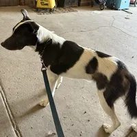 Bandit, a male Border Collie and American Pit Bull Terrier for sale in Lakefield, MN – Photo 2 of 3