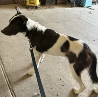 Bandit, a male Border Collie and American Pit Bull Terrier for sale in Lakefield, MN – Photo 2 of 3