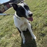 Bandit, a male Border Collie and American Pit Bull Terrier for sale in Lakefield, MN – Photo 1 of 3