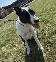 Bandit, a male Border Collie and American Pit Bull Terrier for sale in Lakefield, MN – Photo 1 of 3