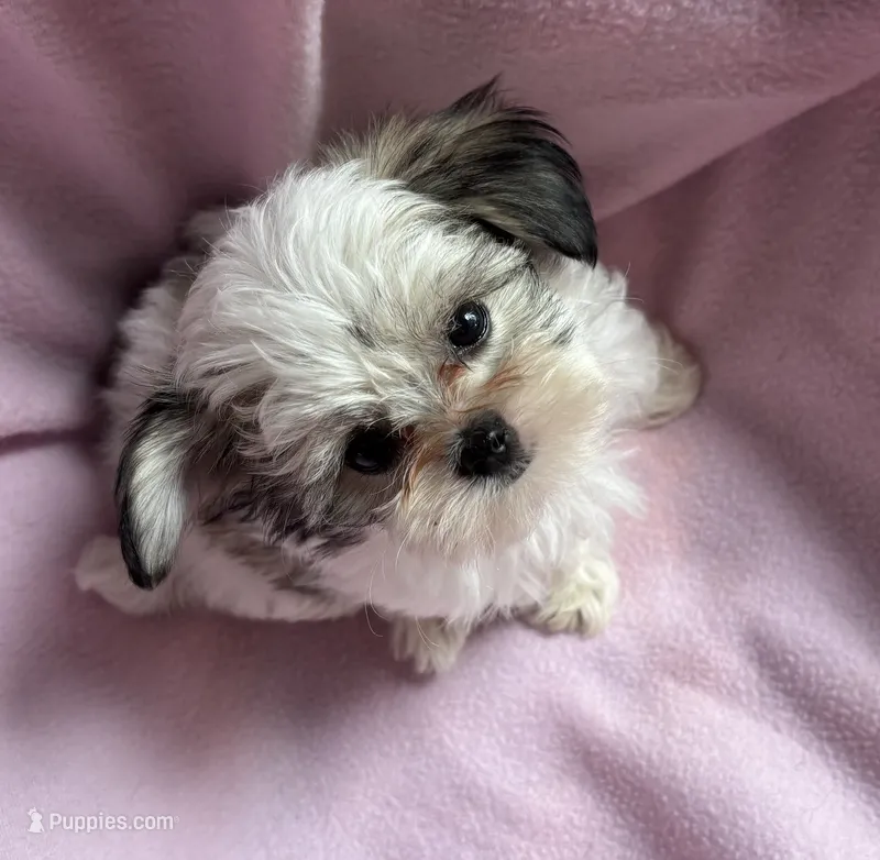 Tiny Tilly  – Maltese, Papillon puppy for sale in Lakefield, MN