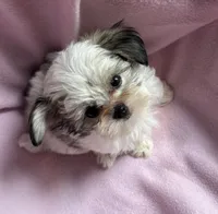 Tiny Tilly , a female Maltese and Papillon for sale in Lakefield, MN – 1 of 5