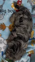 Bruno , a male Havanese and Poodle - Miniature  for sale in Lakefield, MN – 2 of 3