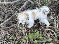 Buster, a male Maltese and Papillon for sale in Lakefield, MN – 2 of 10