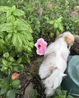 Buster, a male Maltese and Papillon for sale in Lakefield, MN – 7 of 10