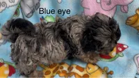 Blue eye, a male Havanese and Poodle - Miniature  for sale in Lakefield, MN – 4 of 4