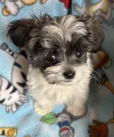 Little Louie , a male Maltese and Papillon for sale in Lakefield, MN – 2 of 5