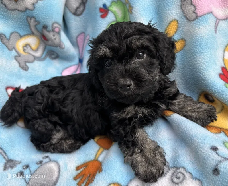 Blackie – Havanese, Poodle - Miniature  puppy for sale in Lakefield, MN