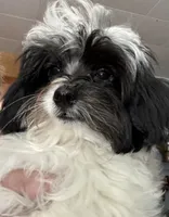 Bandit , a male Maltese and Papillon for sale in Lakefield, MN – 2 of 6