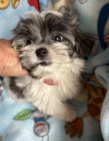 Little Louie , a male Maltese and Papillon for sale in Lakefield, MN – 4 of 5