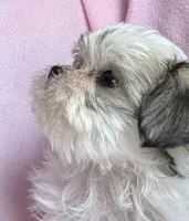 Tiny Tilly , a female Maltese and Papillon for sale in Lakefield, MN – 4 of 5