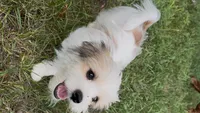 Buster, a male Maltese and Papillon for sale in Lakefield, MN – 6 of 10