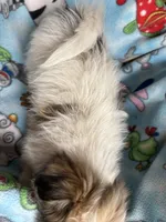 Buster, a male Maltese and Papillon for sale in Lakefield, MN – 4 of 4