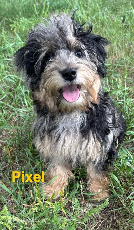 Pixel – Havanese, Havapoo puppy for sale in Lakefield, MN