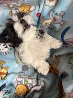 Baxter , a male Maltese and Papillon for sale in Lakefield, MN – 3 of 5