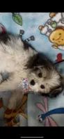 Pluto, a male Maltese and Papillon for sale in Lakefield, MN – 2 of 4
