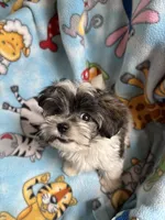 Little Louie , a male Maltese and Papillon for sale in Lakefield, MN – 3 of 5