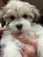 Tanner, a male Maltese and Papillon for sale in Lakefield, MN – Photo 3 of 8