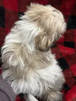 Tanner, a male Maltese and Papillon for sale in Lakefield, MN – Photo 8 of 8