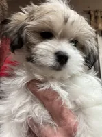 Tanner, a male Maltese and Papillon for sale in Lakefield, MN – Photo 1 of 8