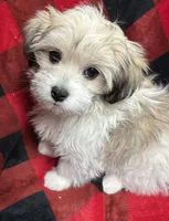 Tanner, a male Maltese and Papillon for sale in Lakefield, MN – Photo 2 of 8