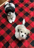 Tanner, a male Maltese and Papillon for sale in Lakefield, MN – Photo 6 of 8