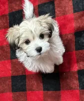 Tanner, a male Maltese and Papillon for sale in Lakefield, MN – Photo 4 of 8