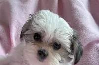 Tiny Tilly , a female Maltese and Papillon for sale in Lakefield, MN – 3 of 5