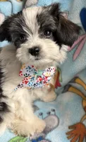 Pappi, a male Maltese and Papillon for sale in Lakefield, MN – 2 of 5