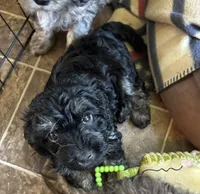 Blackie, a male Havanese and Poodle - Miniature  for sale in Lakefield, MN – 2 of 3