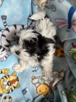 Baxter , a male Maltese and Papillon for sale in Lakefield, MN – 2 of 5