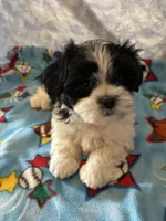 Henry, a male Maltese and Shih Tzu for sale in Lakefield, MN – Photo 2 of 9