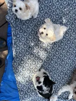 Henry, a male Maltese and Shih Tzu for sale in Lakefield, MN – Photo 8 of 9