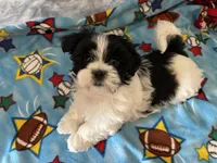 Henry, a male Maltese and Shih Tzu for sale in Lakefield, MN – Photo 3 of 9