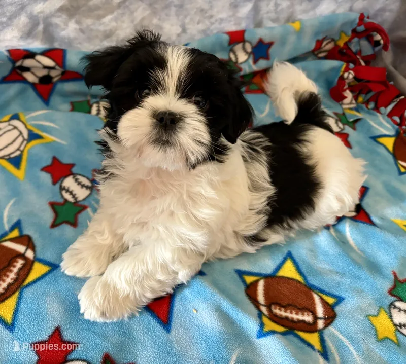 Henry – Maltese, Shih Tzu puppy for sale in Lakefield, MN
