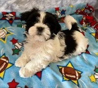 Henry, a male Maltese and Shih Tzu for sale in Lakefield, MN – Photo 1 of 9