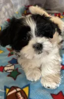 Henry, a male Maltese and Shih Tzu for sale in Lakefield, MN – Photo 9 of 9
