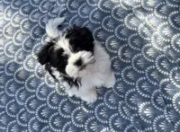 Henry, a male Maltese and Shih Tzu for sale in Lakefield, MN – Photo 5 of 9